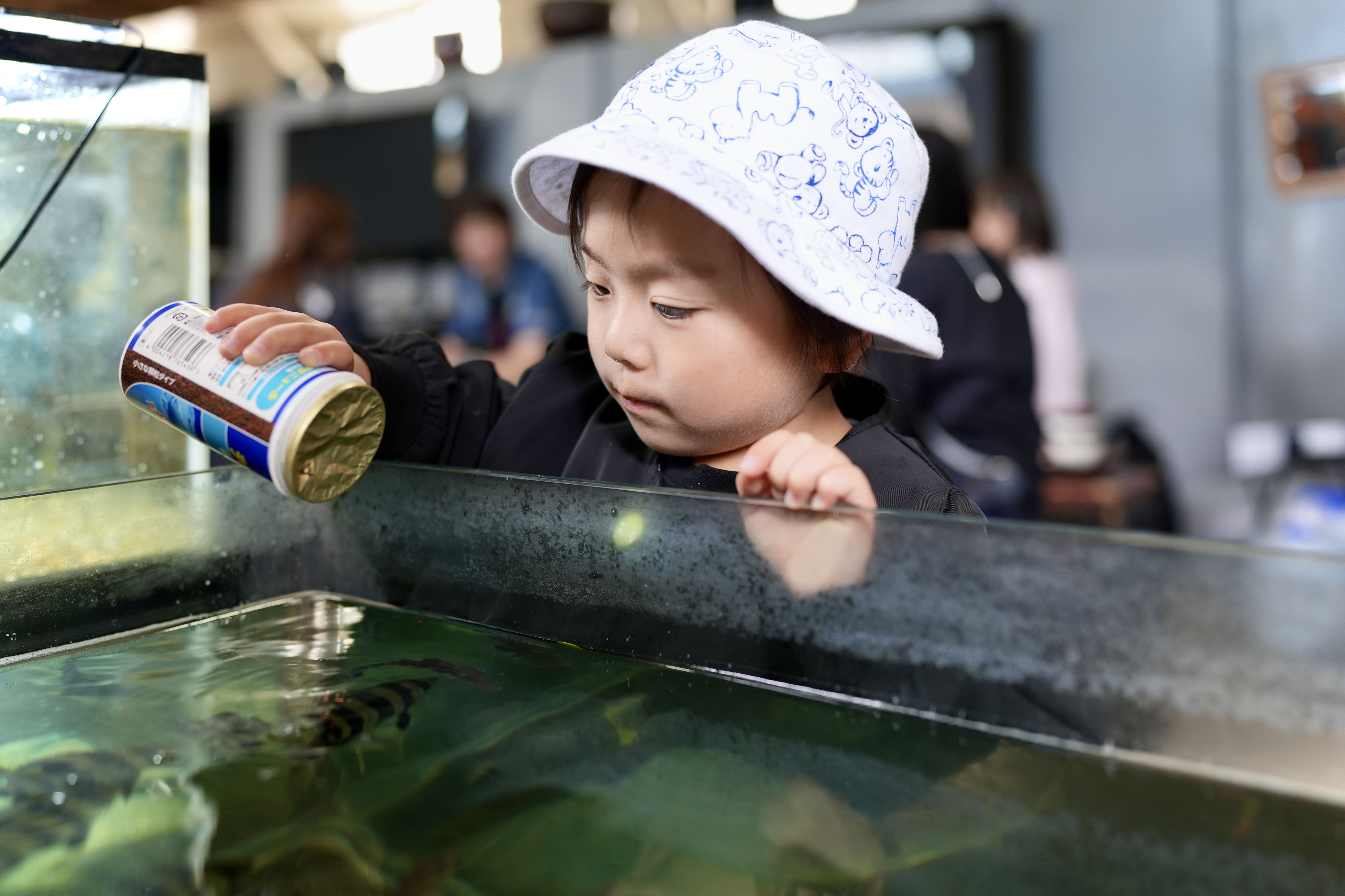 子供たちが魚に餌を与えている、またはタッチプールで楽しそうに生き物に触れている様子